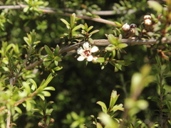 Kunzea tenuicaulis