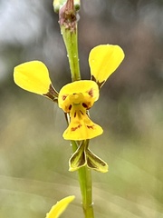 Diuris chrysantha