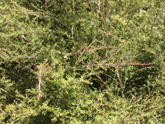 Kunzea tenuicaulis
