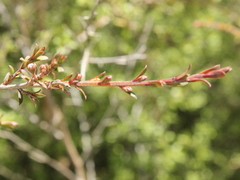 Kunzea tenuicaulis