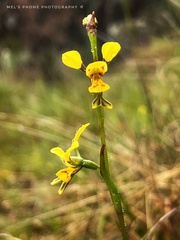 Diuris chrysantha