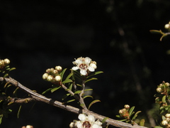 Kunzea tenuicaulis