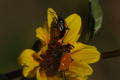 Neocapsus