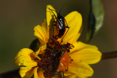 Neocapsus