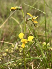 Diuris chrysantha