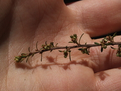 Kunzea tenuicaulis