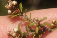 Kunzea tenuicaulis