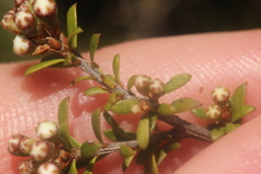 Kunzea tenuicaulis