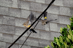 Setophaga coronata coronata × auduboni