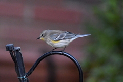 Setophaga coronata coronata × auduboni