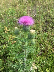 Cirsium pumilum