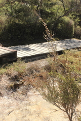 Dracophyllum subulatum