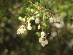 Gaultheria antipoda