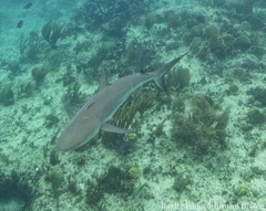 Carcharhinus perezii