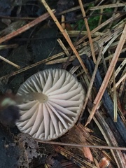 Entoloma watsonii