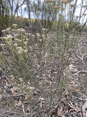 Ozothamnus