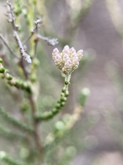 Ozothamnus