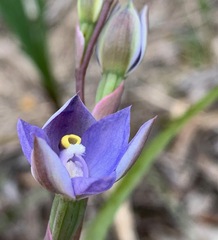 Thelymitra arenaria