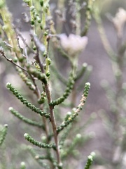 Ozothamnus