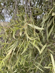 Santalum acuminatum