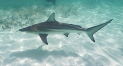 Carcharhinus limbatus