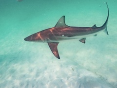 Carcharhinus limbatus