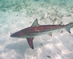 Carcharhinus limbatus