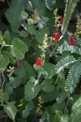 Salvia roemeriana