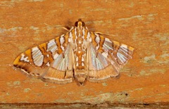Glyphodes sibillalis