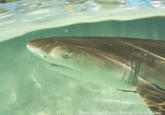 Negaprion brevirostris