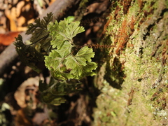 Hymenophyllum scabrum