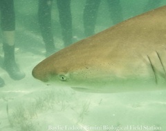 Negaprion brevirostris