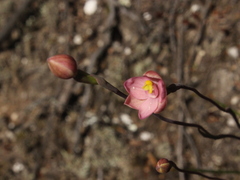 Thelymitra carnea