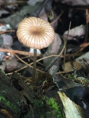 Entoloma watsonii