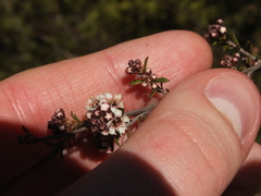 Kunzea tenuicaulis