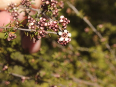Kunzea tenuicaulis