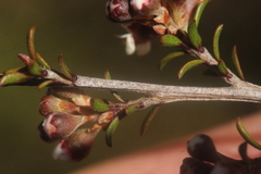 Kunzea tenuicaulis