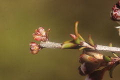 Kunzea tenuicaulis
