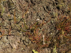 Drosera binata