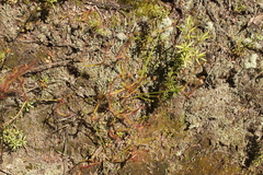 Drosera binata