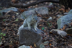 Sciurus arizonensis