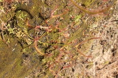 Drosera binata