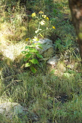 Roldana hartwegii