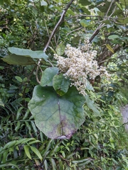 Brachyglottis repanda