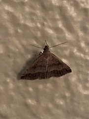 Tetanolita palligera