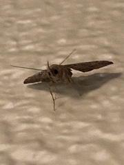 Tetanolita palligera