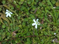 Lobelia angulata