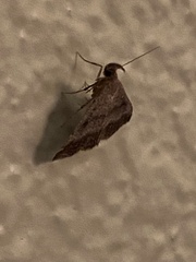 Tetanolita palligera