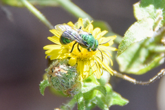 Paraugochloropsis