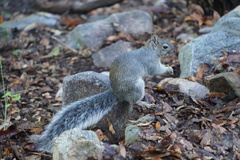 Sciurus arizonensis